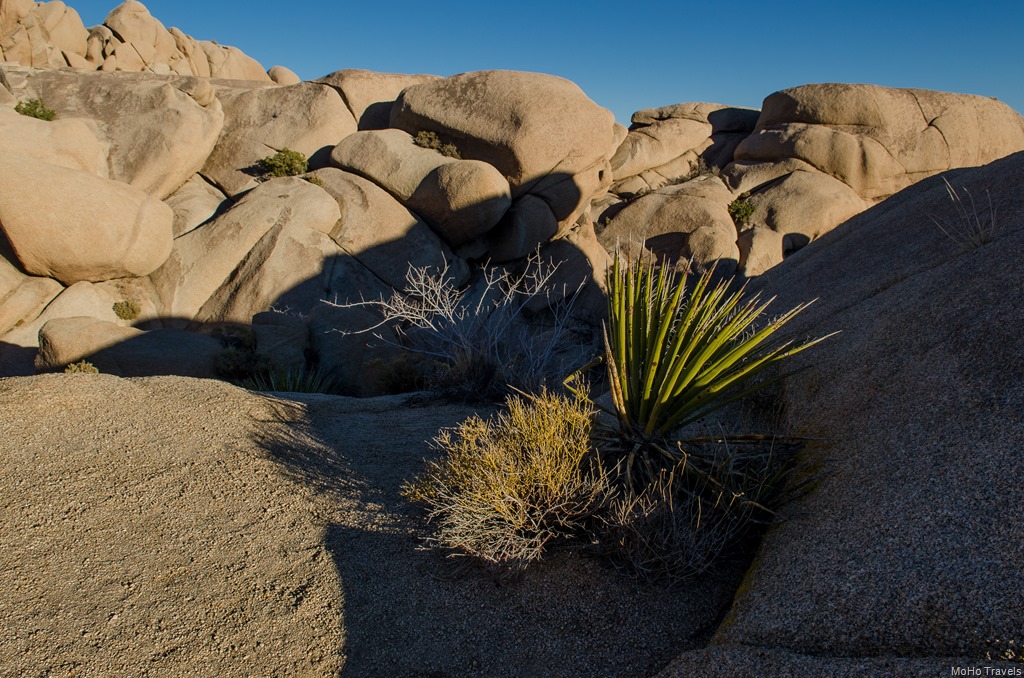 [Joshua%2520Tree%2520Evening%2520%252814%2520of%252031%2529%255B2%255D.jpg]