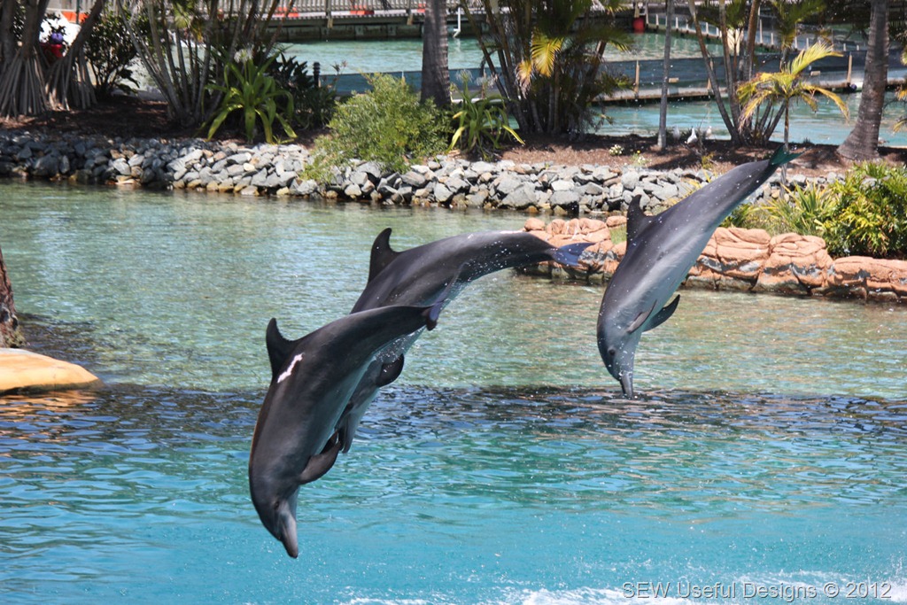 [Seaworld%2520dolphin%2520show%25201%2520small%255B7%255D.jpg]
