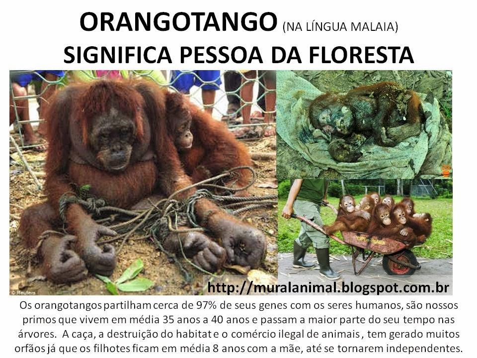 [orangotango1%255B7%255D.jpg]