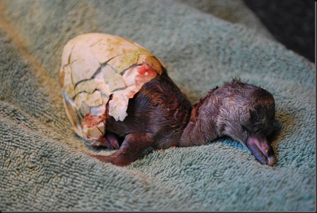 Penguin chick hatching April 10