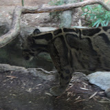 A clouded leopard at the Nashville Zoo 09032011c