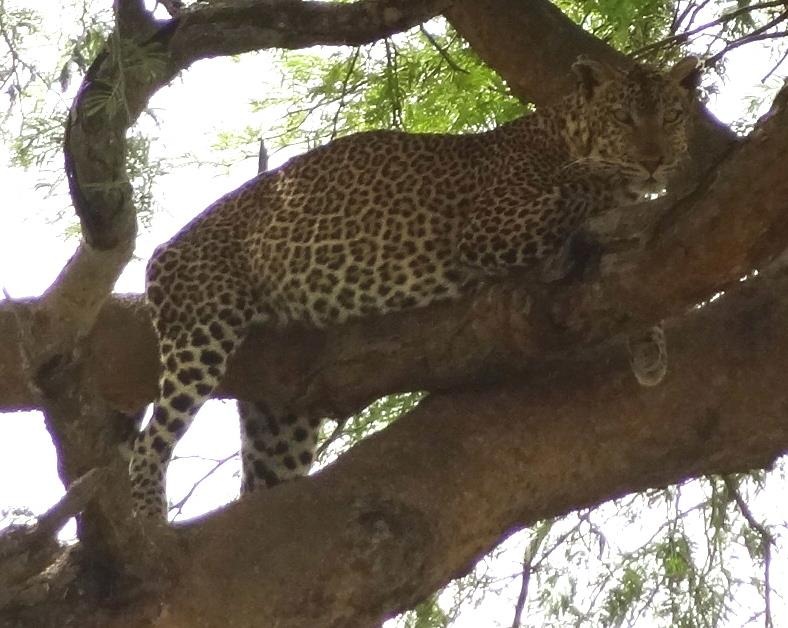 [Lake-Mburo-Leopard%255B2%255D.jpg]