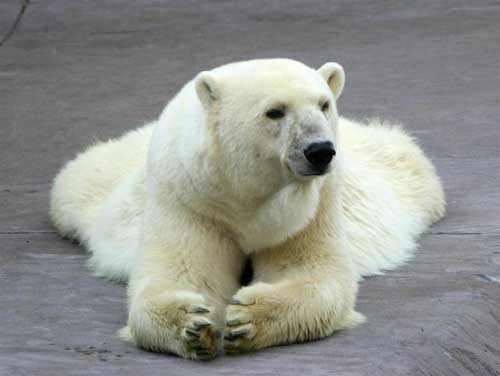 oso polar