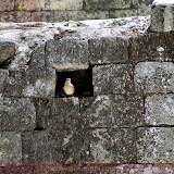 Sabiá fez ninho - Parque Arqueológico Copán - Copán Ruinas - Honduras