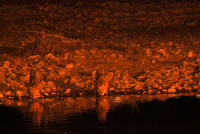 two male lions drinking at Okajuevo