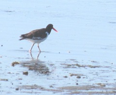 cape cod 8.2013 oyster catcher at beach