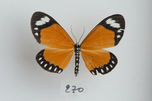 Geometridae : Oenochrominae : Cartaletis libyssa (HOPFFER, 1857). Ebogo (Cameroun), avril 2013. Coll. et photo : C. Basset