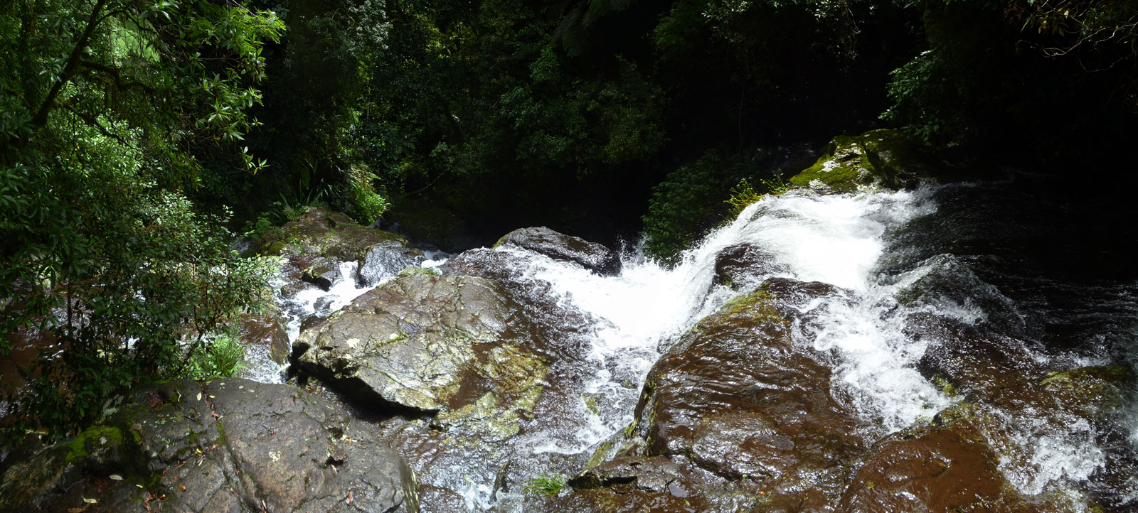 Toolona Creek and Mount Wanungra, O’Reilly’s