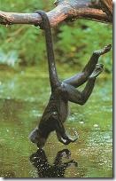 Macaco pendurado Macaco pendurado