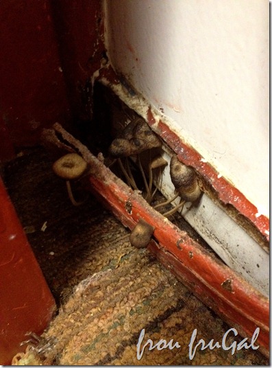 Bathroom Mushrooms IMG_4130-001