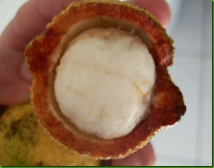 Garcinia madruno 1 (3) Garcinia madruno 1 (3)