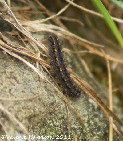 [scarce%2520footmancaterpillar%255B2%255D.jpg]