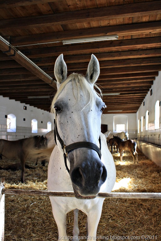 [Piber%25209%255B6%255D.jpg]