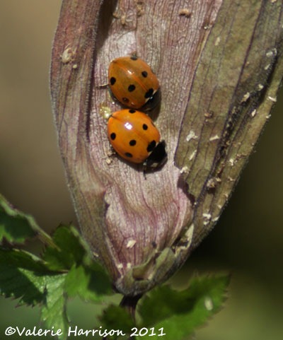 [10-7-spot-ladybirds%255B2%255D.jpg]