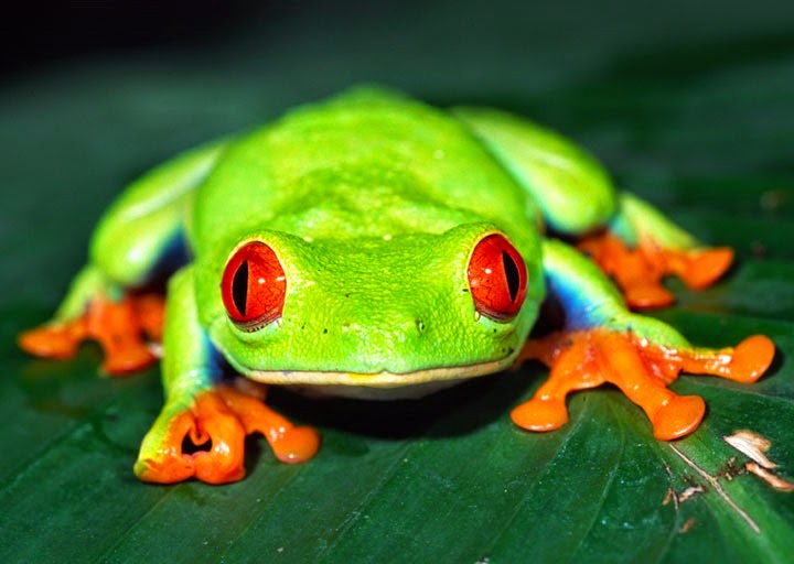 [red-eyed-tree-frog-facts-for-kids%255B4%255D.jpg]