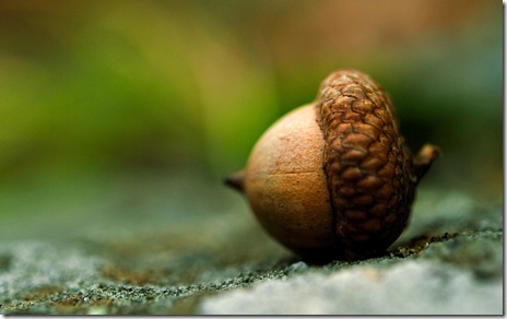 natura-macro natura-macro