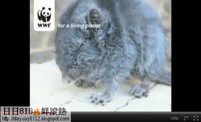 千萬年石鼠 Laonastes aenigmamus