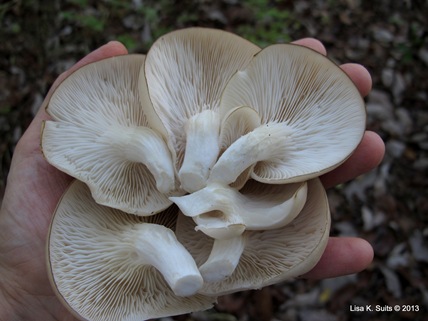 underside of oysters in hand