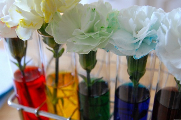 Food Coloring Carnations Tutorial