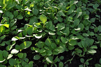 pinoyecofarm january _0122.JPG