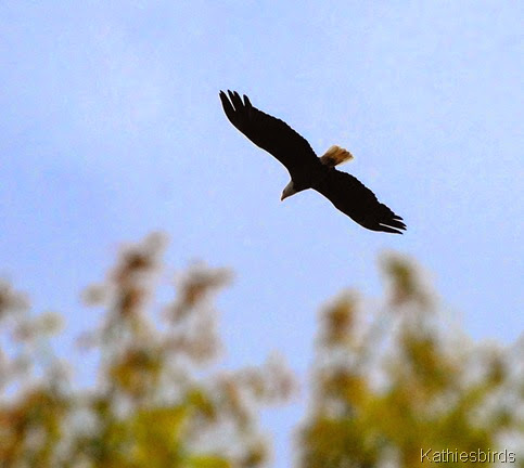 2. bald eagle-kab 2. bald eagle-kab