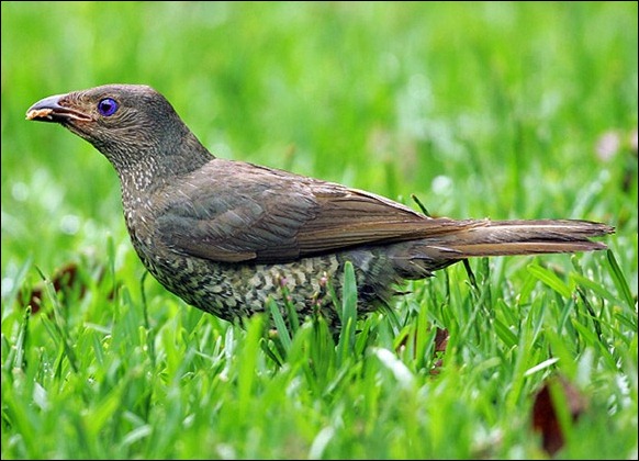 bowerbirds