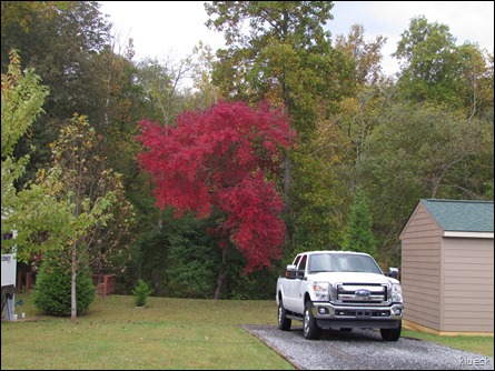 fall foliage