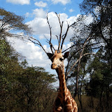 Kenya - Giraffe Park and Tsavo West National Park Safari