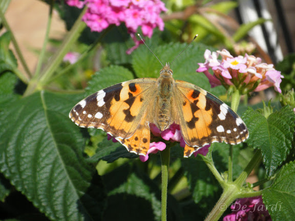 2012_09250020_vanesa cardui.jpg
