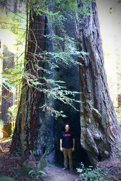 redwood 8