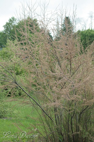 [DA_FloweringTamarickTree_SaltCedarTree%255B9%255D.jpg]