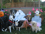 Sweet Kyra (my deara) joined the crew as a ballerina on this year...