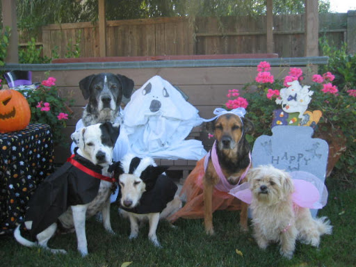 Sweet Kyra (my deara) joined the crew as a ballerina on this year...
