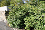 Franny, I remember these from last year.  They are from that bushy Aesculus glabra, better known as the buckeye tree.