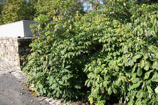 Franny, I remember these from last year.  They are from that bushy Aesculus glabra, better known as the buckeye tree.