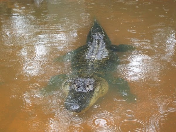 fotos animais crocodilo[7].jpg