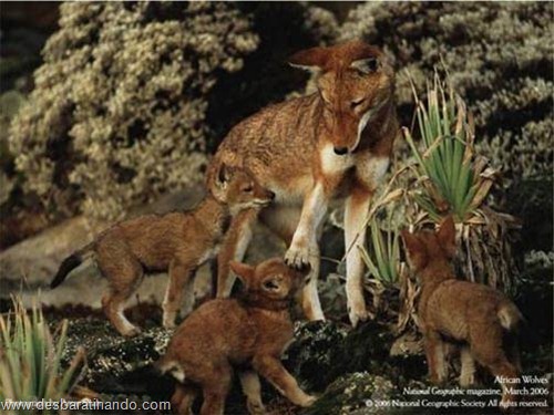 animais national geographic desbaratinando (41) animais national geographic desbaratinando (41)