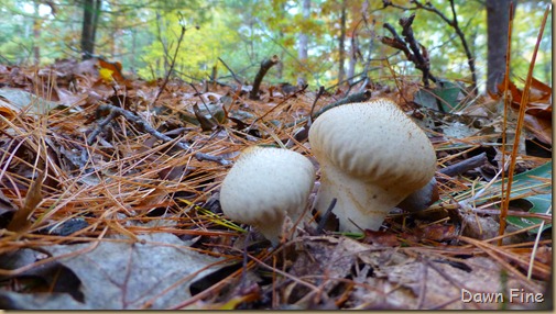 mushrooms_025