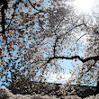 Under the Cherry Blossom