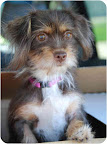 Would our canine friends set out to show more appreciation to their human as he/she arrived home?
Gidget is waiting to be adopted in the Los Angeles area. See link to her info below. Would our canine friends set out to show more appreciation to their human as he/she arrived home?
Gidget is waiting to be adopted in the Los Angeles area. See link to her info below.
