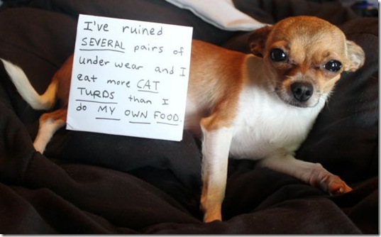 dog-shaming-bad-16
