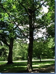 6428 Ottawa 1 Sussex Dr - Rideau Hall - red oak planted by Richard M Nixon 6428 Ottawa 1 Sussex Dr - Rideau Hall - red oak planted by Richard M Nixon