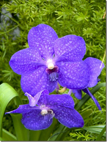 Purple Orchid