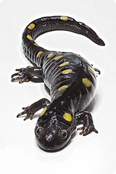 saucy Salamander