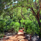 On The Mala Walk...  So Much Green! - Yulara, Australia