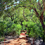 On The Mala Walk...  So Much Green! - Yulara, Australia