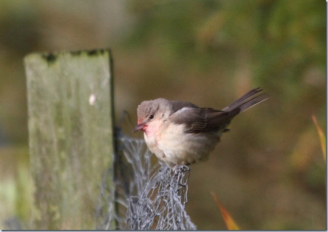 barred_warbler