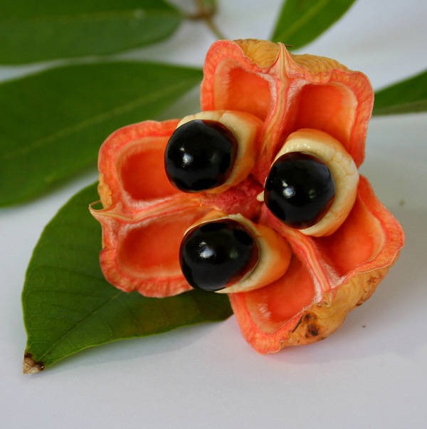 9- Ackee 9- Ackee