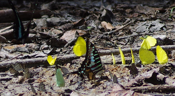 À gauche : Papilio bromius DOUBLEDAY, 1845. Au centre : Graphium policenes CRAMER, 1775. Et Eurema senegalensis BOISDUVAL, [1836], Acraea et autres papillons. Berges de la Soo (affluent du fleuve Nyong), Ebogo (Cameroun), 8 avril 2012. Photo : J.-M. Gayman
