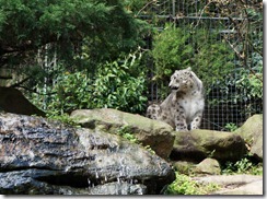 Snow Leopards, Taronga Zoo